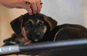  Lei define guarda compartilhada de pets; veja detalhes 